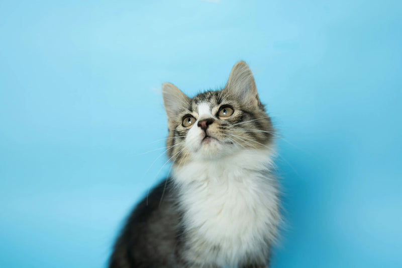 Cat Years product